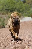 SHAR-PEI 056